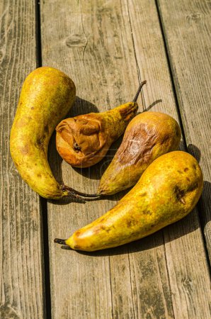 rotten spoiled yellow pear on a wooden background. High quality photo