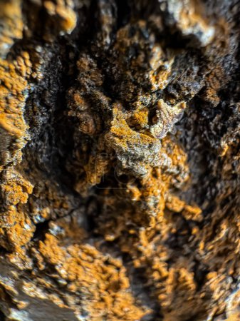 Bark of cedar tree texture background. High quality photo