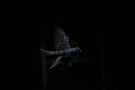 Téléchargez les photos : Pigeon volant fond sombre - en image libre de droit