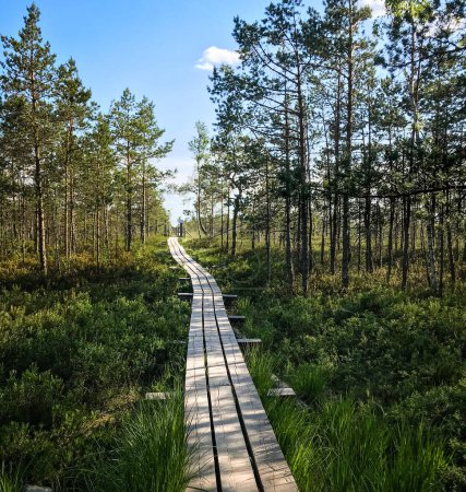 Holzpfad zu einem Lehrpfad, der an einem sonnigen, schönen Sommertag durch das Kemerii-Moor in Lettland führt.
