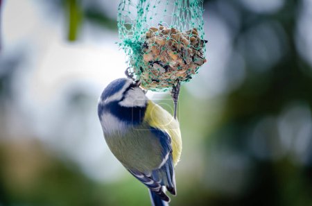 Foto de A blue tit observes its surroundings while feeding, perched on a grid, on a sunny winter day - Imagen libre de derechos