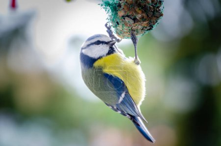 Foto de A blue tit observes its surroundings while feeding, perched on a grid, on a sunny winter day - Imagen libre de derechos