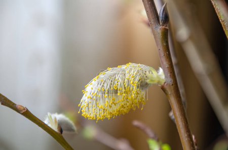 Foto de Los primeros brotes del sauce blanco (Salix alba) vieron la luz de la primavera - Imagen libre de derechos