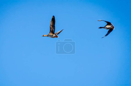 Deux oies volent dans le ciel à gauche, battant des ailes, vue du bas, gros plan
