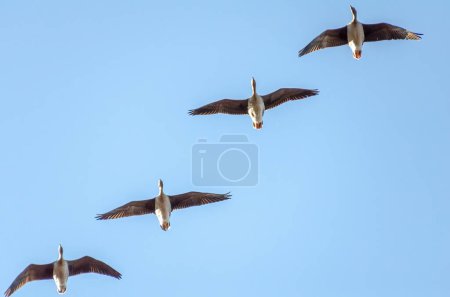 Four geese are flying in the sky, in an orderly formation, view from below, close up