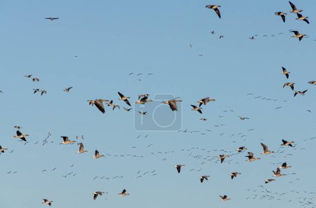 un énorme troupeau d'oies, volant chaotiquement dans le ciel bleu