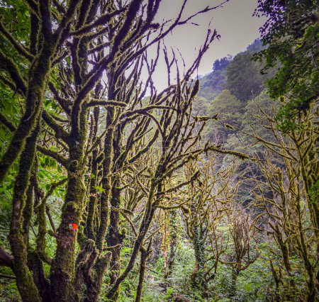 Mysteriöse Waldszene mit bemoosten, dunkelgrünen Bäumen in Georgien