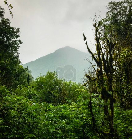 A view from a mysterious, mossy, green forest with bushes, where a mountain hidden in the fog can be seen in the background. Georgia