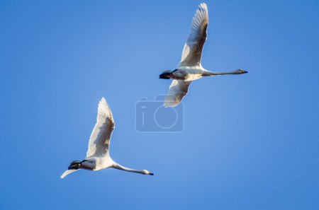 A whooper swan (Cygnus cygnus) flies home on a spring day, from below, close-up