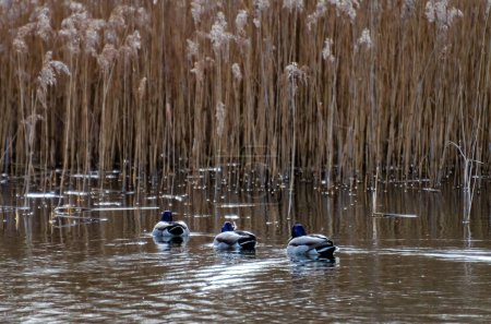 Gewöhnliche Enten oder Anas platyrhynchos, schwimmen im See, genießen den Frühling und den geschmolzenen Schnee, im Hintergrund sieht man braunes Schilf aus nächster Nähe