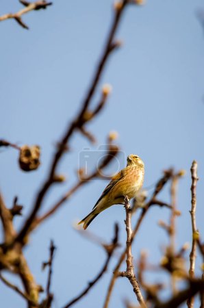 The small common linnet, also known as Linaria cannabina is perched on a tree branch, brown, spring, close up
