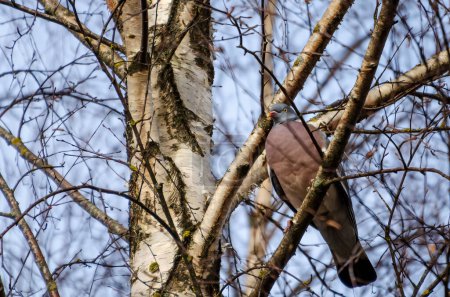 Téléchargez les photos : Le Pigeon roux, aussi connu sous le nom de Columba palumbus, est perché sur une branche de bouleau au printemps, observant l'environnement. Gros plan, de l'avant - en image libre de droit
