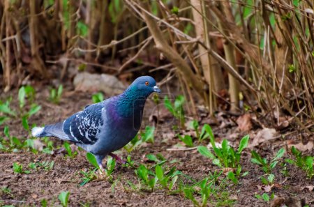 Téléchargez les photos : Le pigeon domestique (Columba livia domestica ou Columba livia forma domestica, marche sur le sol et cherche de la nourriture au printemps, en gros plan, horizontal - en image libre de droit