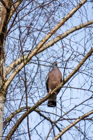 Téléchargez les photos : Le Pigeon roux, aussi connu sous le nom de Columba palumbus, est perché sur une branche de bouleau au printemps, observant l'environnement. Gros plan, de l'avant - en image libre de droit
