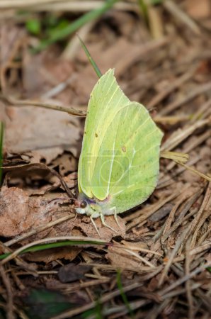 Light green butterfly, common brimstone, Gonepteryx rhamni,  perched on spring brown ground, close up