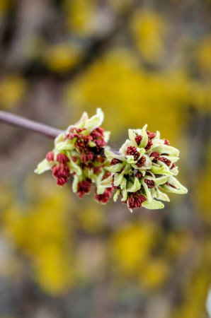 Téléchargez les photos : Frêne de printemps (Fraxinus excelsior) fleur - en image libre de droit