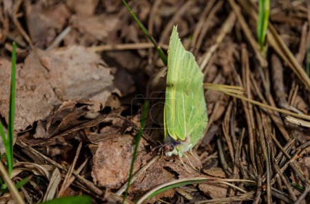 Hellgrüner Schmetterling, Schwefel, Gonepteryx rhamni, auf frühlingshaftem braunem Boden, Nahaufnahme