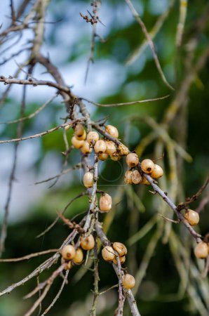 Last year's sea buckthorns, Hippophae, berries still hang on the branch.