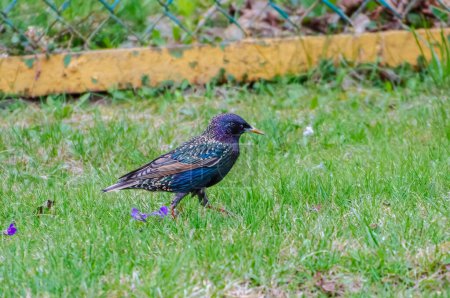 The common starling (Sturnus vulgaris), also known as the European starling walking on green spring grass, close up, shiny feathers.