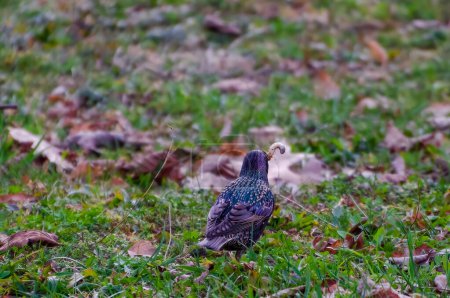 The common starling (Sturnus vulgaris), also known as the European starling walking on green spring grass, it has caught a large, fat earthworm, close up, shiny feathers.