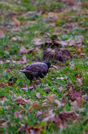 El estornino común (Sturnus vulgaris), también conocido como el estornino europeo que camina sobre hierba verde de primavera, ha cogido una gran lombriz de tierra, cerca, plumas brillantes.