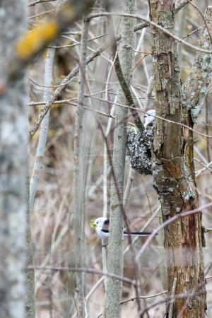 The long-tailed tit (Aegithalos caudatus), also named long-tailed bushtit makes a nest in the thicket of a tree, close up, Vertical