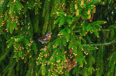 The fieldfare (Turdus pilaris) or the snowbird perches on a tree branch, looks for food and observes the environment. Close up, green, horizontal, pine tree.