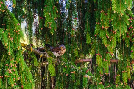 Der Feldhase (Turdus pilaris) oder der Schneevögel hockt auf einem Ast, sucht Nahrung und beobachtet die Umgebung. Nahaufnahme, grün, waagerecht, Kiefer.