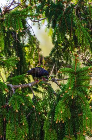 The common starling (Sturnus vulgaris), also known as the European starling perches on a tree branch, looks for food and observes the environment. Close up, green, vertical, pine tree.