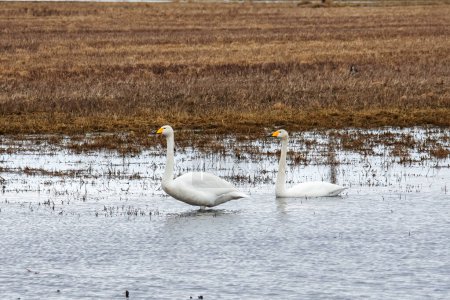 The two whooper swans (Cygnus cygnus), also known as the common swan, are resting in the field pond after the long flight, horizontal, close up.