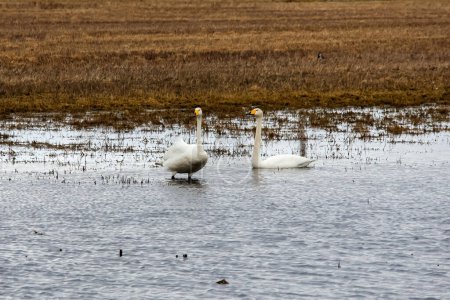 The two whooper swans (Cygnus cygnus), also known as the common swan, are resting in the field pond after the long flight, horizontal, close up.
