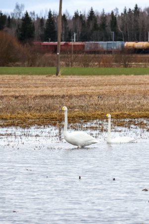 The two whooper swans (Cygnus cygnus), also known as the common swan, are resting in the field pond after the long flight, vertical, close up.