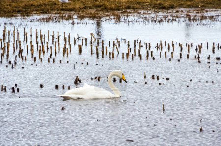 The whooper swan (Cygnus cygnus), also known as the common swan, is resting in the field pond after the long flight, horizontal, close up.