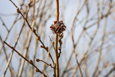 Flor de rosa de sauce, después del invierno, con algunos insectos específicos dentro del árbol, horizontal, de cerca