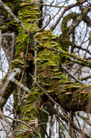 Waldbaum mit Moos und Pilz in heiterer Waldlage, vertikal, Nahaufnahme.