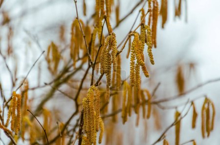 Golden Catkins on Bare Branches Signaling the Arrival of Early Springtime, horizontal, close up