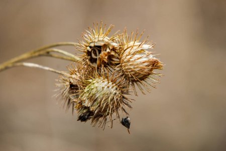 Le brun de l'an dernier Des tiges de bardane plus grandes avec leurs graines attendent le début du printemps.