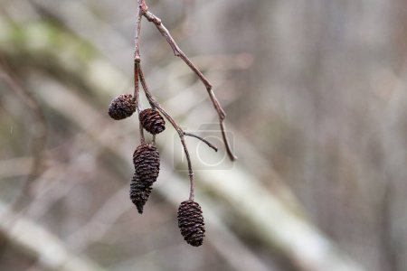Last year's brown red alder stalks with their seeds are waiting for the beginning of spring.