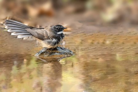 White Browed Fantail in water stream  of forest
