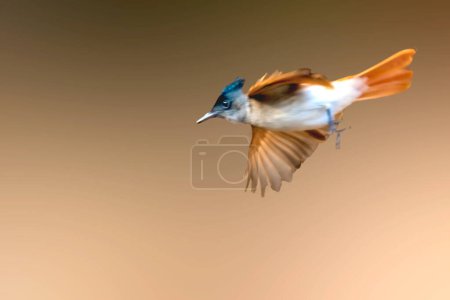 Indian Paradise flycatcher  female bird in flight