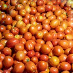 Agriculture produced Summer season Tomato arrived in the market
