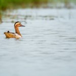 Garganey duck in Chilika Lake of Orissa, India.