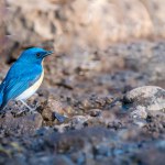 Tickell's Blue Flycatcher in bird Valley of forest