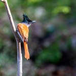 Asian Paradise Flycatcher on branch in forest