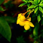 Beautiful yellow color Allamanda cathartica flower