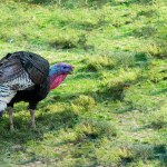 Bronze turkey roaming in Garden