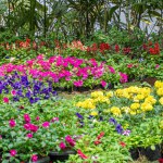 Beautiful landscape of flowers beds arrangement in Empress Garden