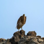 Pond Heron on rock of Chilika Lake, India.