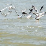 Slender Billed Gull in action at Chilika Lake, India
