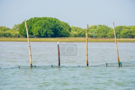 Fischernetz im See von Orissa, Indien
